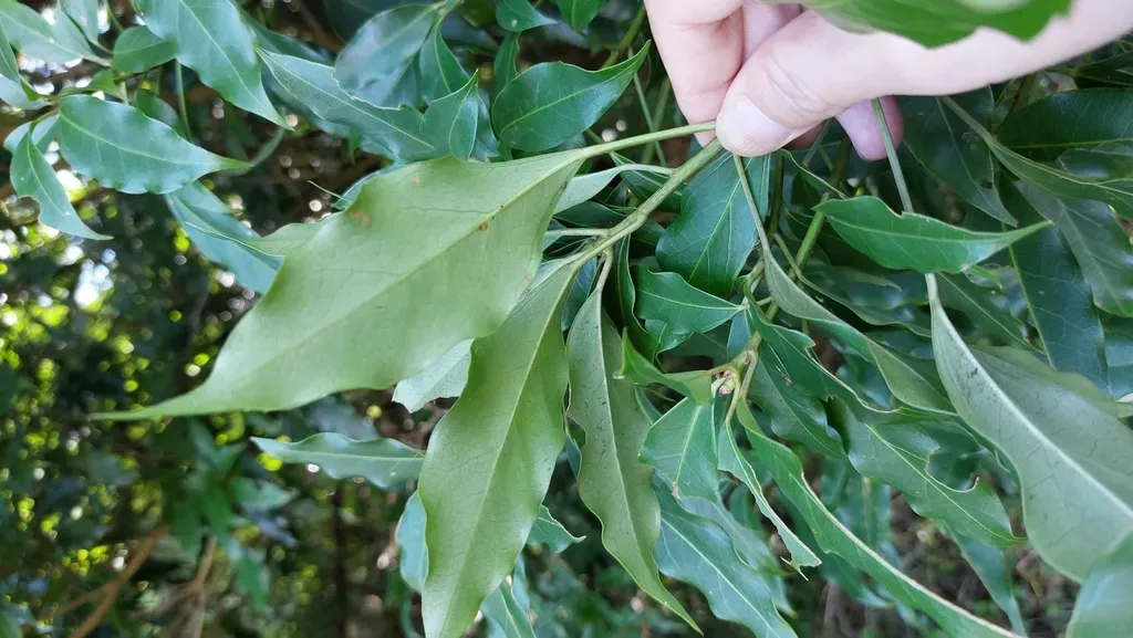 Dendropanax Dentiger