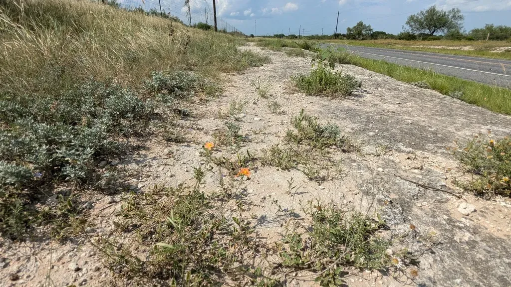 Palmleaf Globemallow