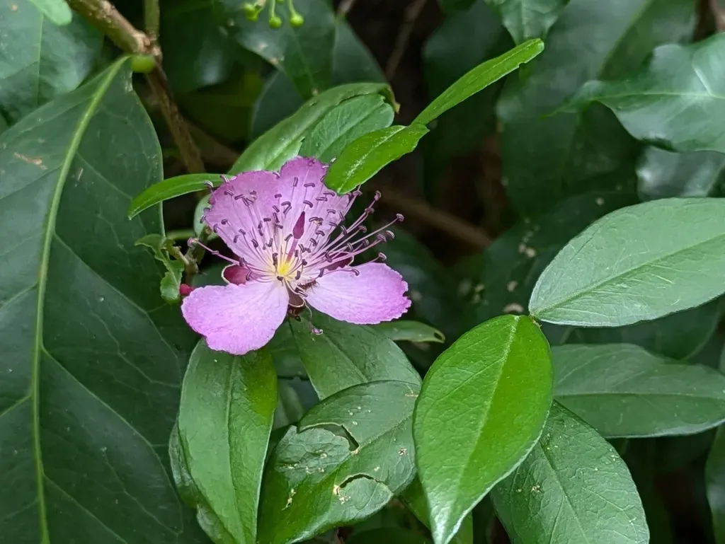 Capparis Diversifolia