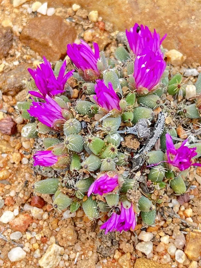 Sixes Rooikop Crownfig