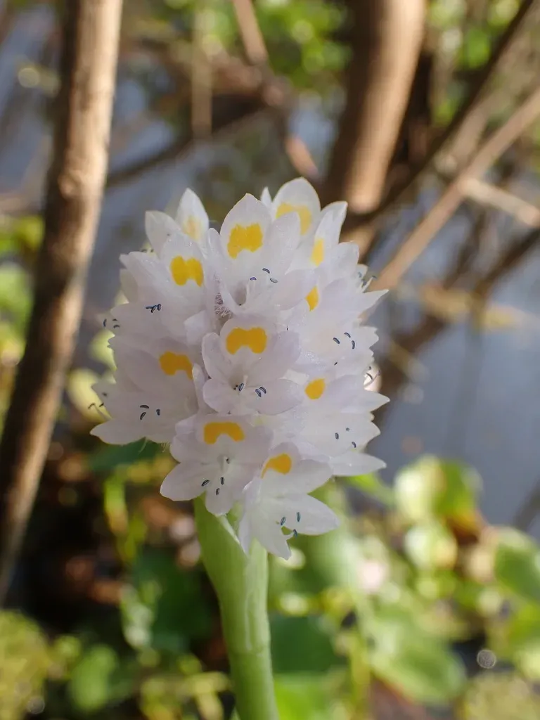 Tropical Pickerelweed