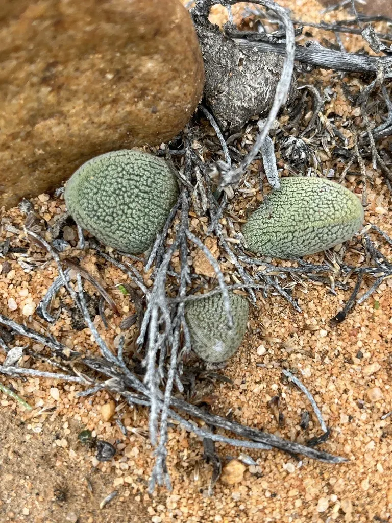 Crassula Tecta