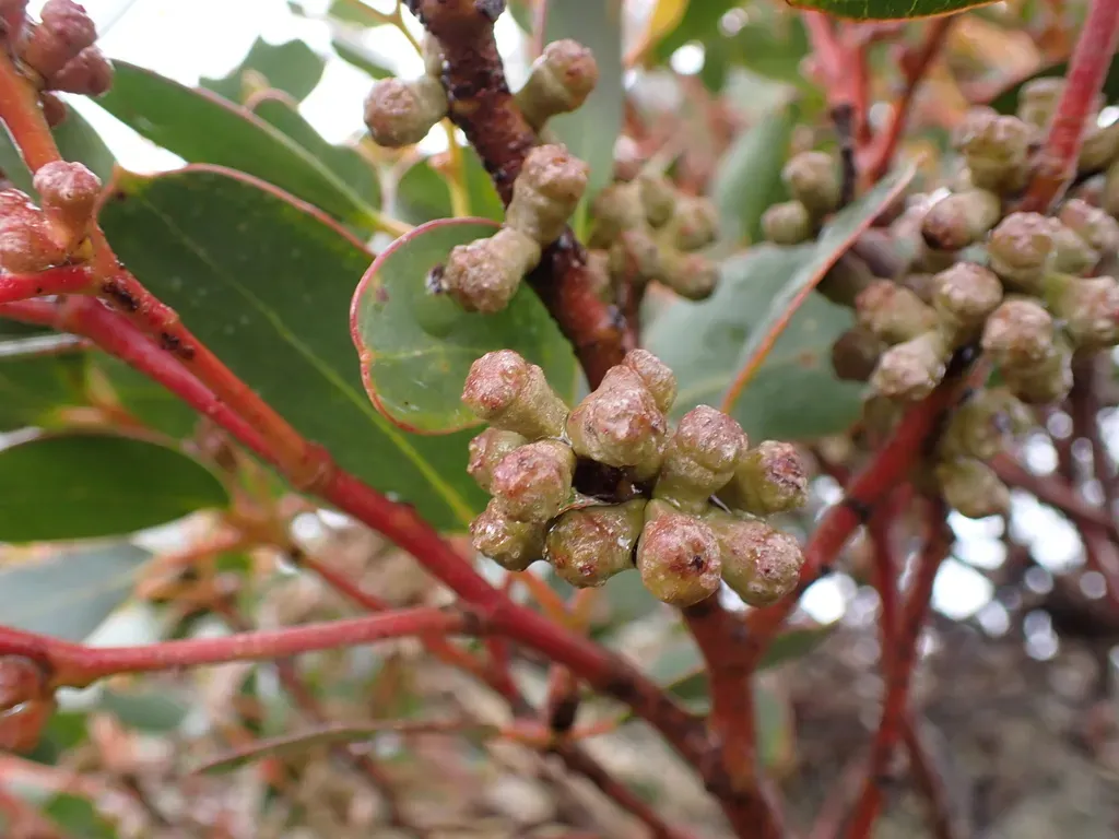 Eucalyptus × Alpina