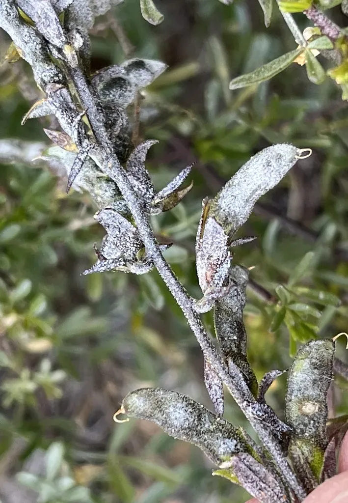 Melolobium Lampolobum