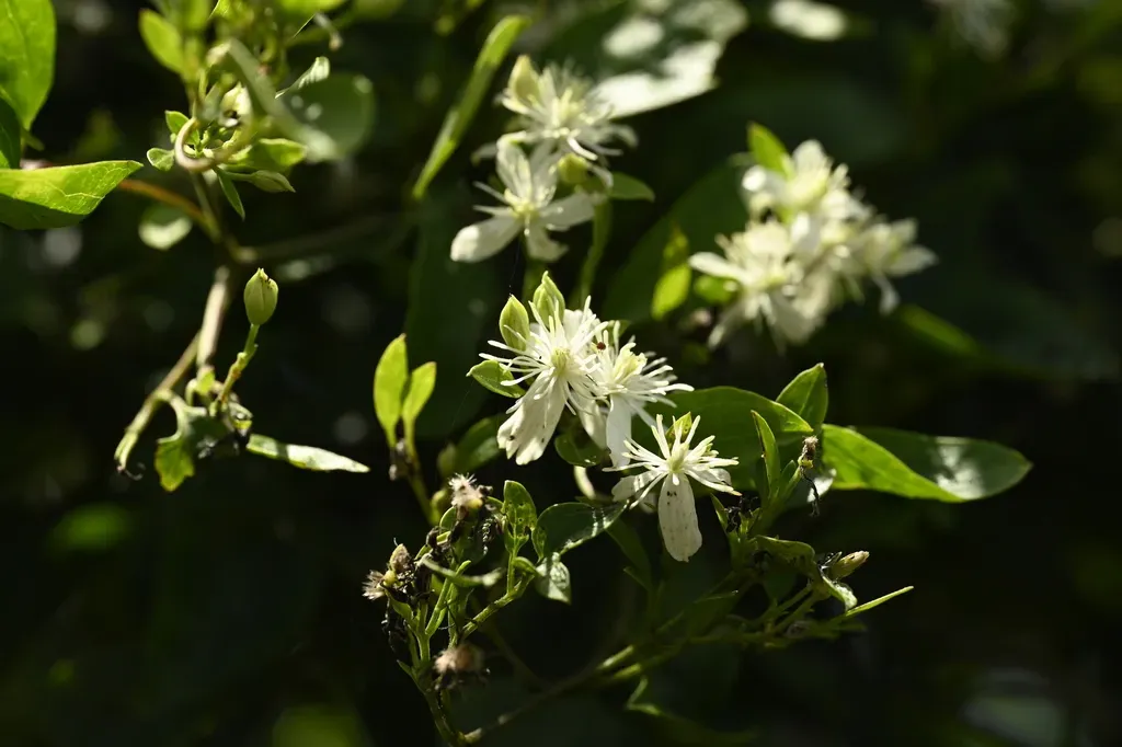 Chinese Clematis