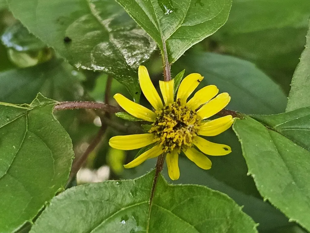 Philactis Zinnioides