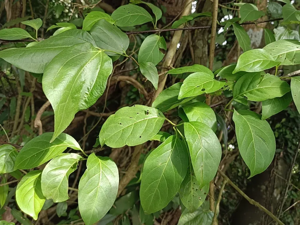 Celastrus Paniculatus