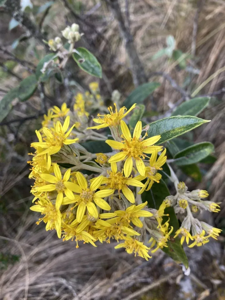Gynoxys Multibracteifera