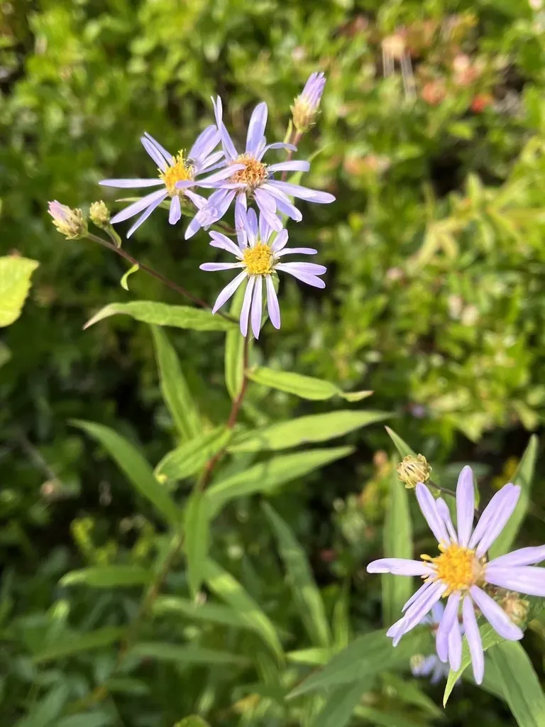 Low Rough Aster