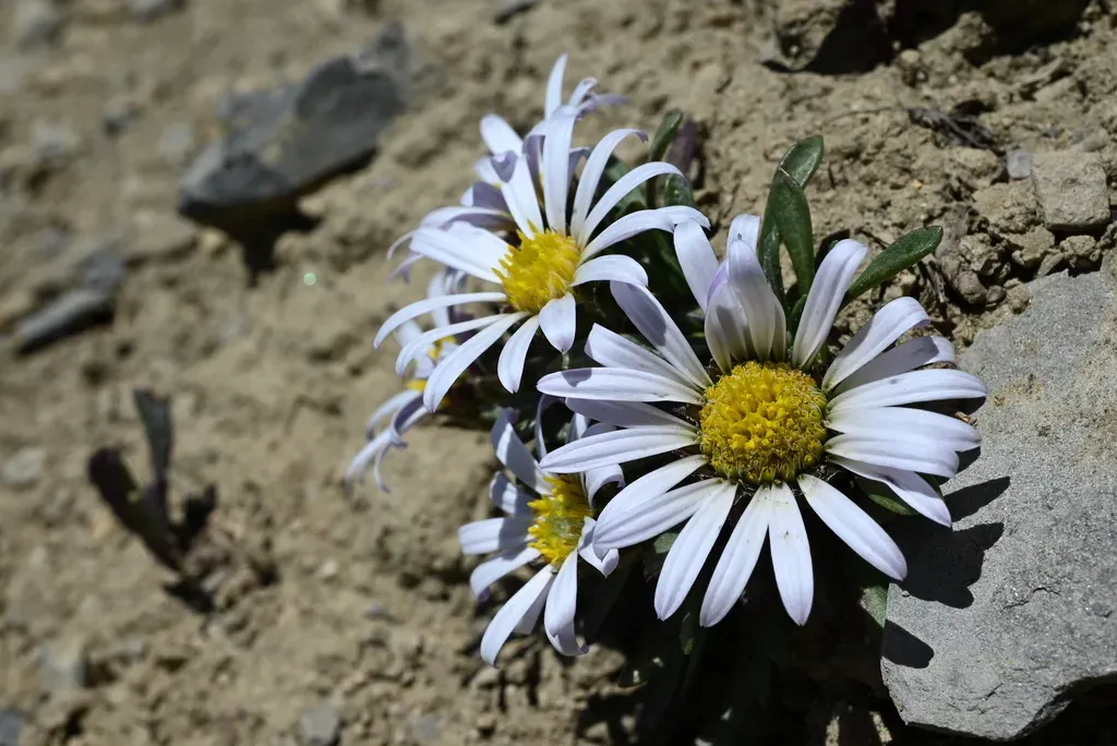 Rothrock's Townsend Daisy