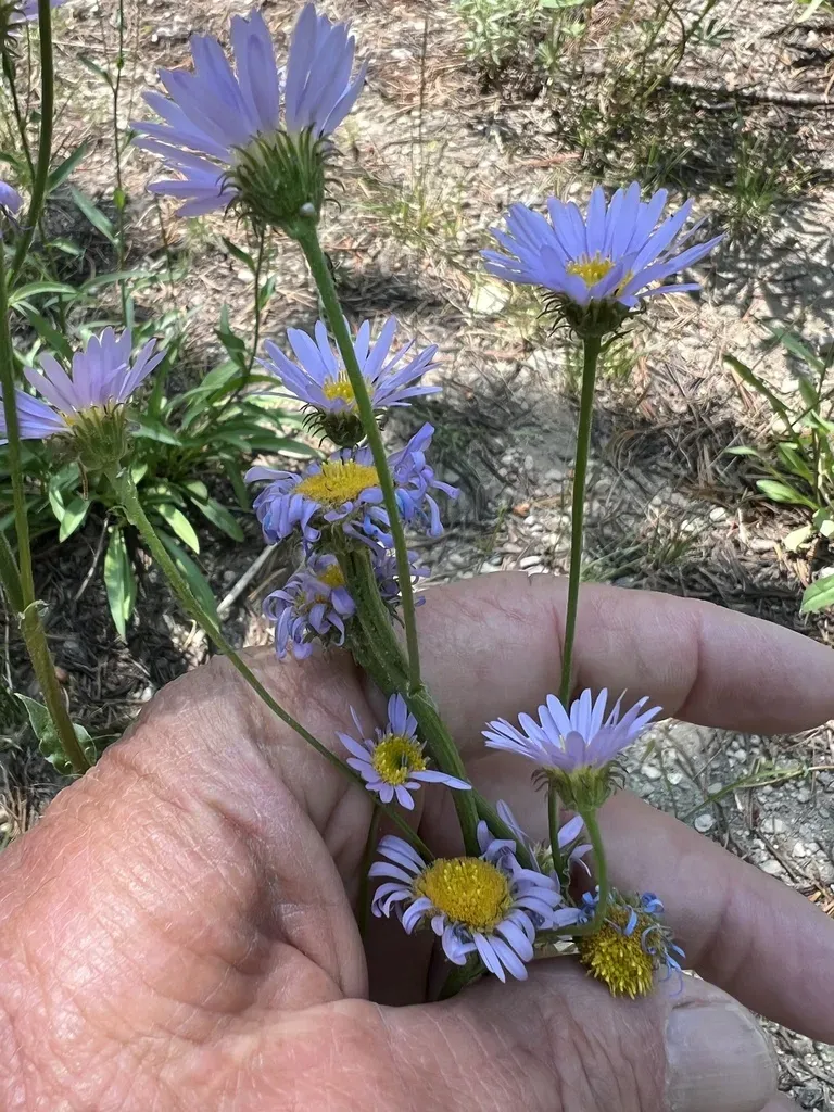 Western Meadow Aster