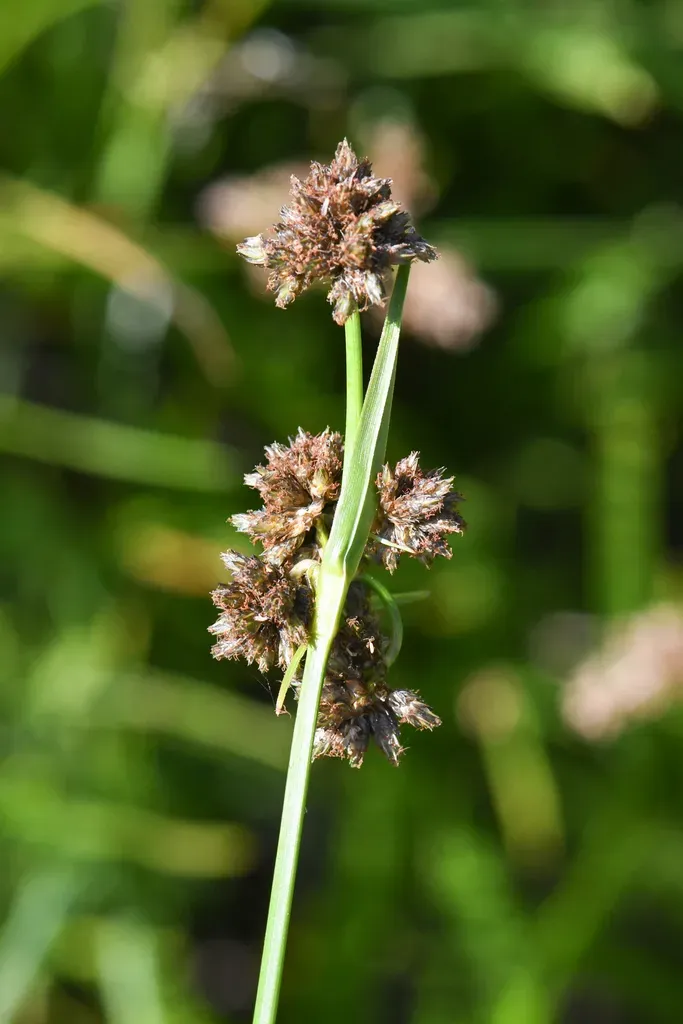 Congdon's Bulrush