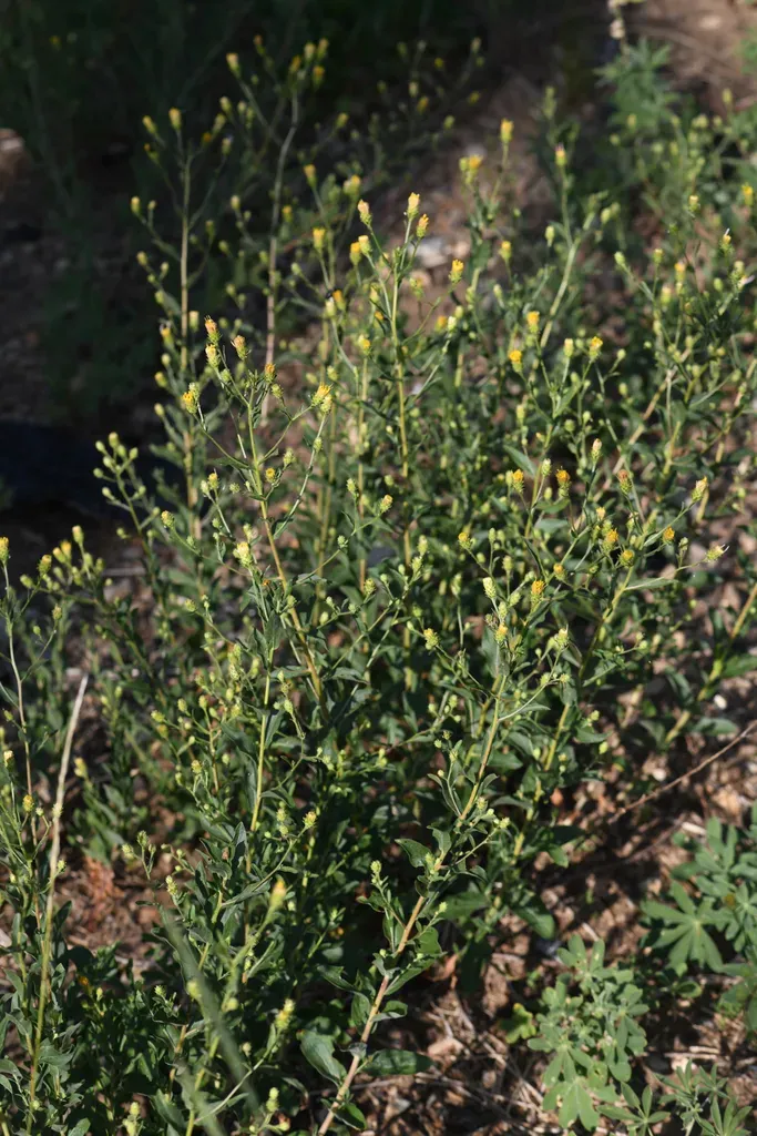 Doellingeria Glabrata