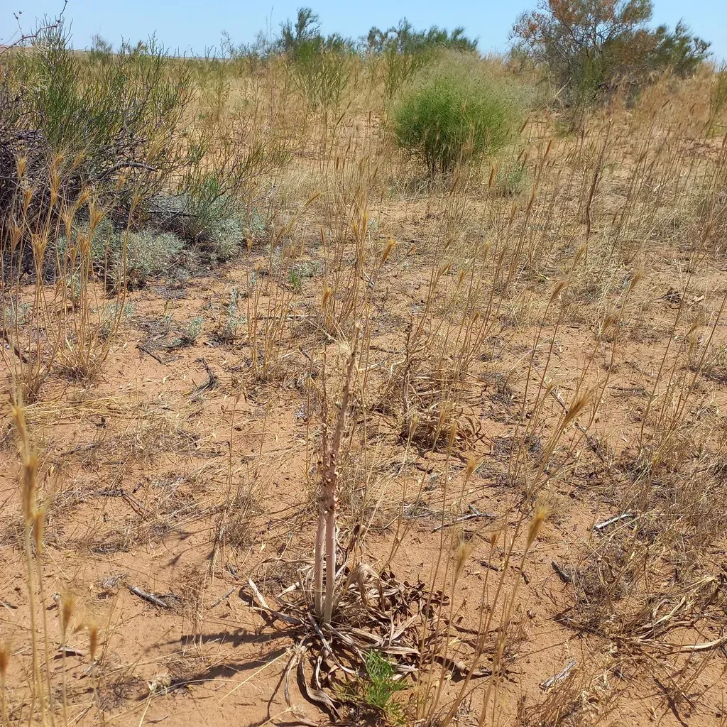 Eremurus Inderiensis