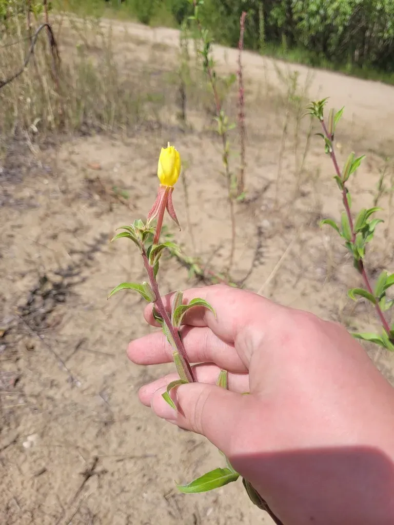 Oenothera Coloratissima