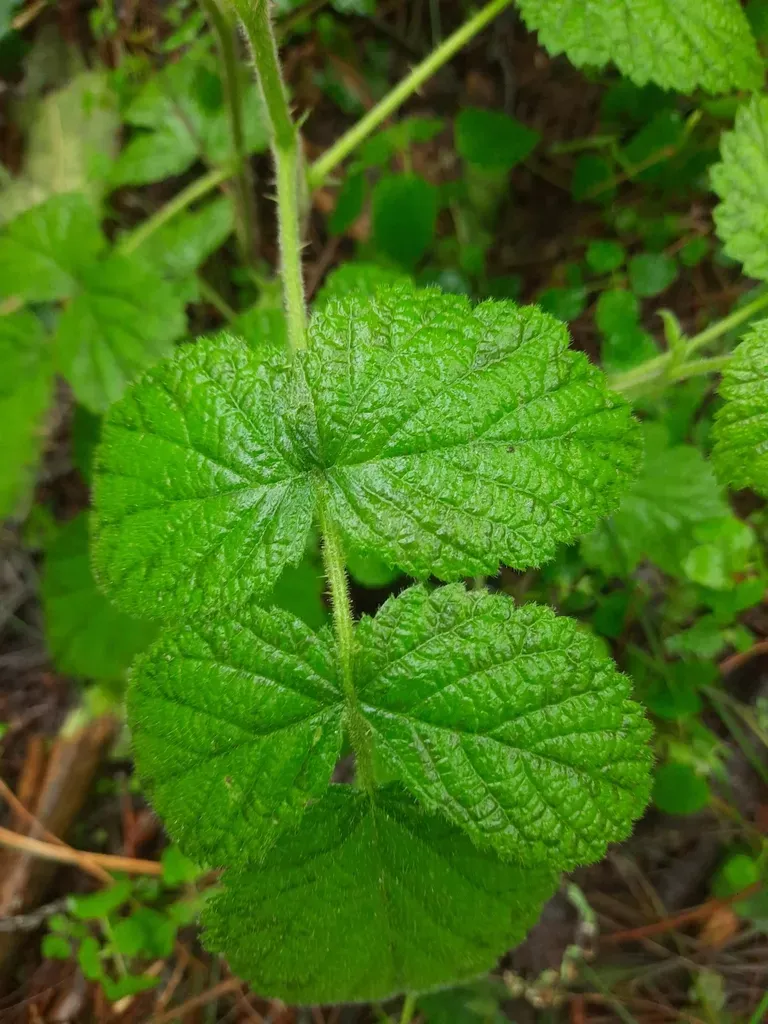 Pruinose Bramble