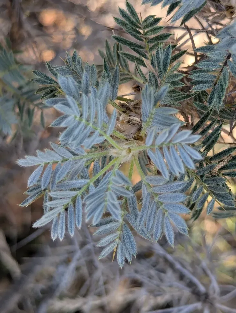 Astragalus Granatensis
