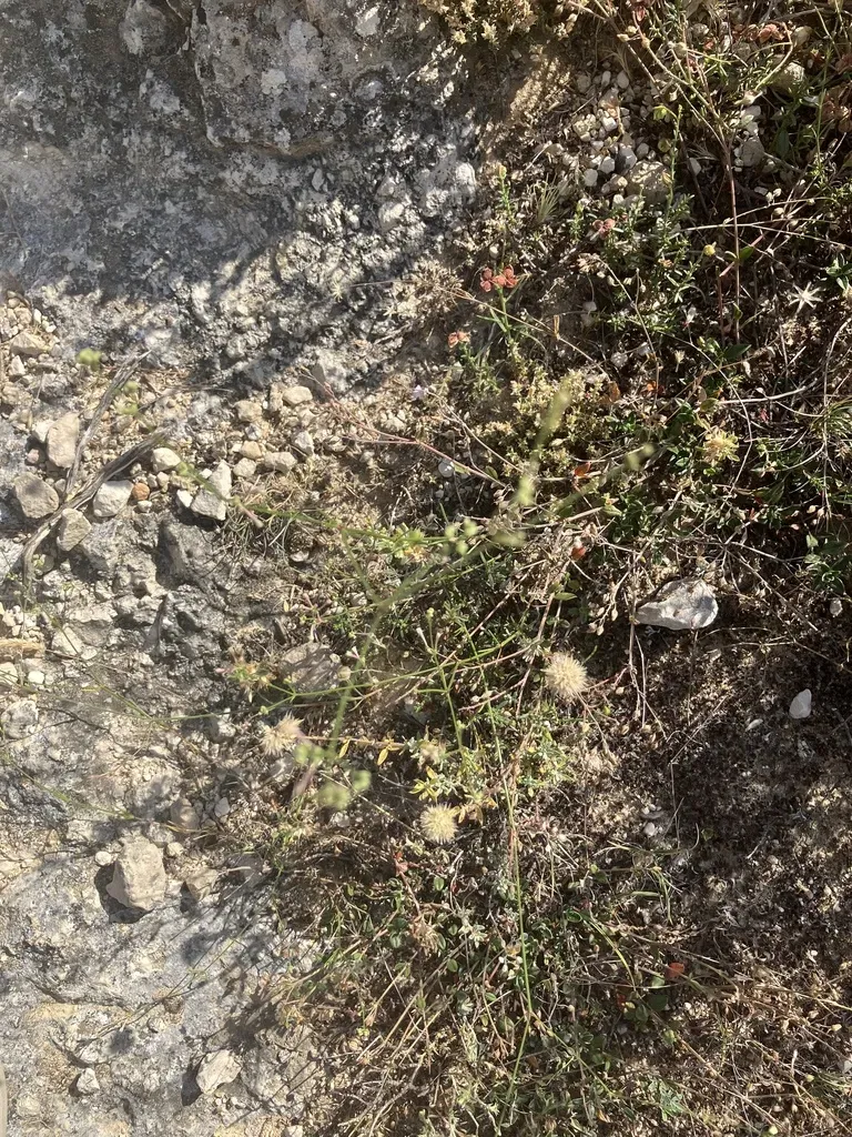 Southern Squinancywort