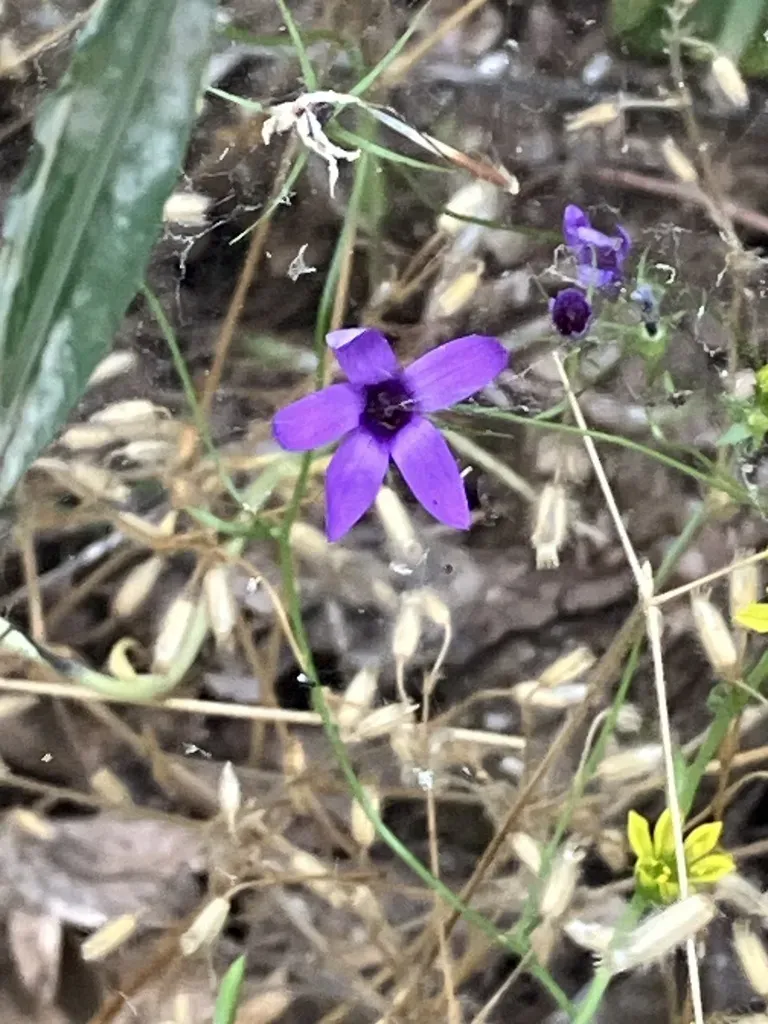Lusitanian Bellflower