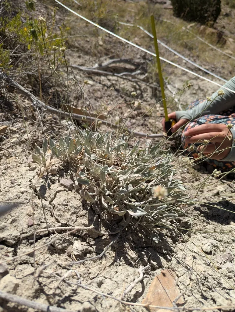 Brandegee's Buckwheat