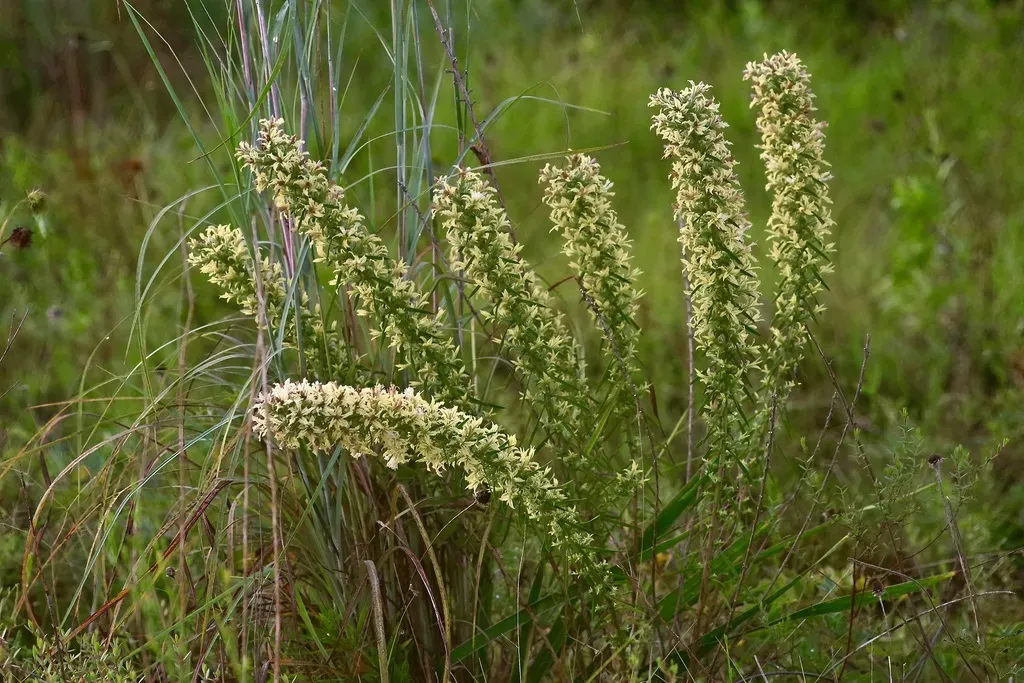 Bridges’ Gayfeather