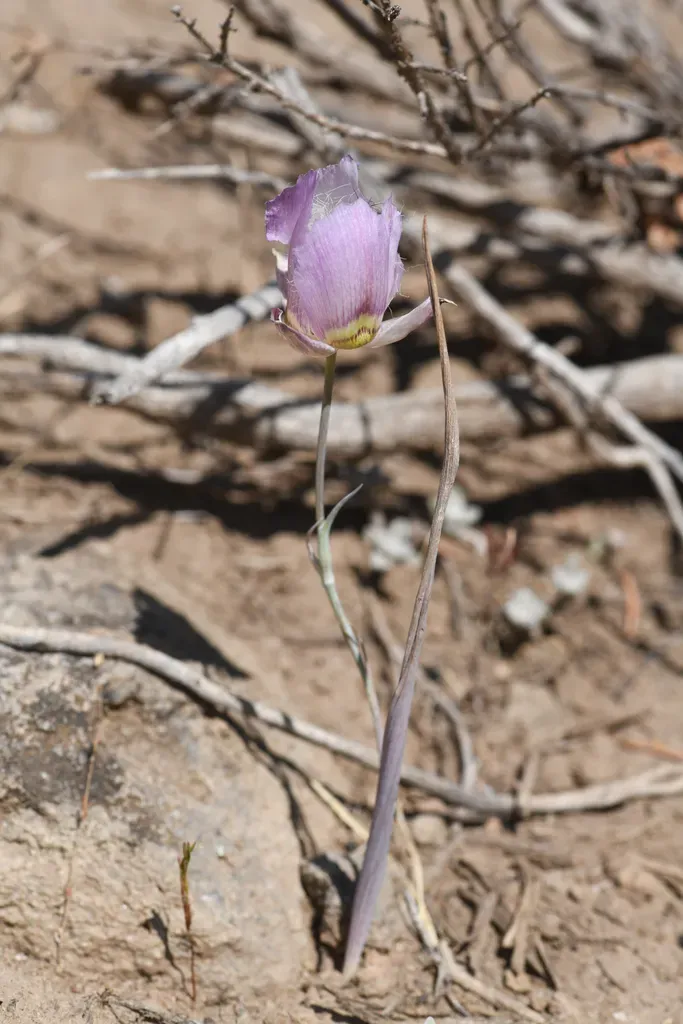 Greene's Mariposa Lily