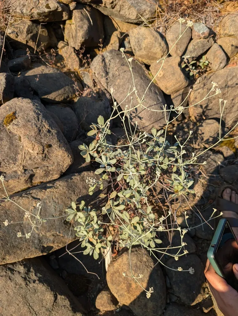 Waldo Wild Buckwheat