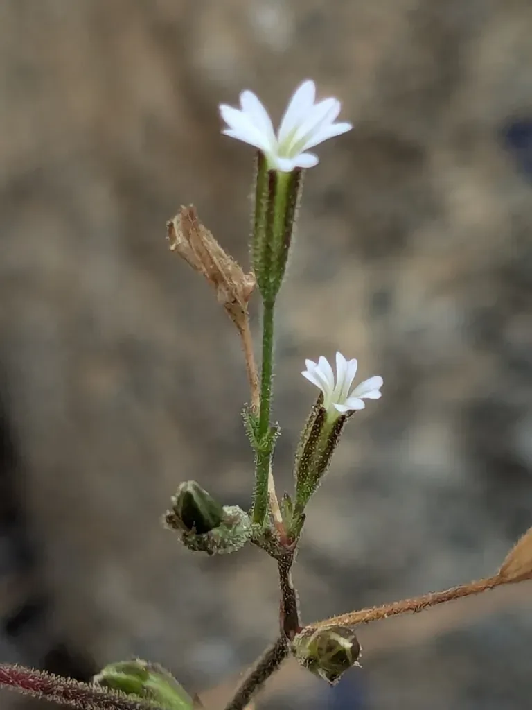 Petrorhagia Kennedyae