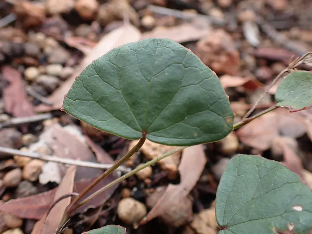 Pentapeltis Peltigera
