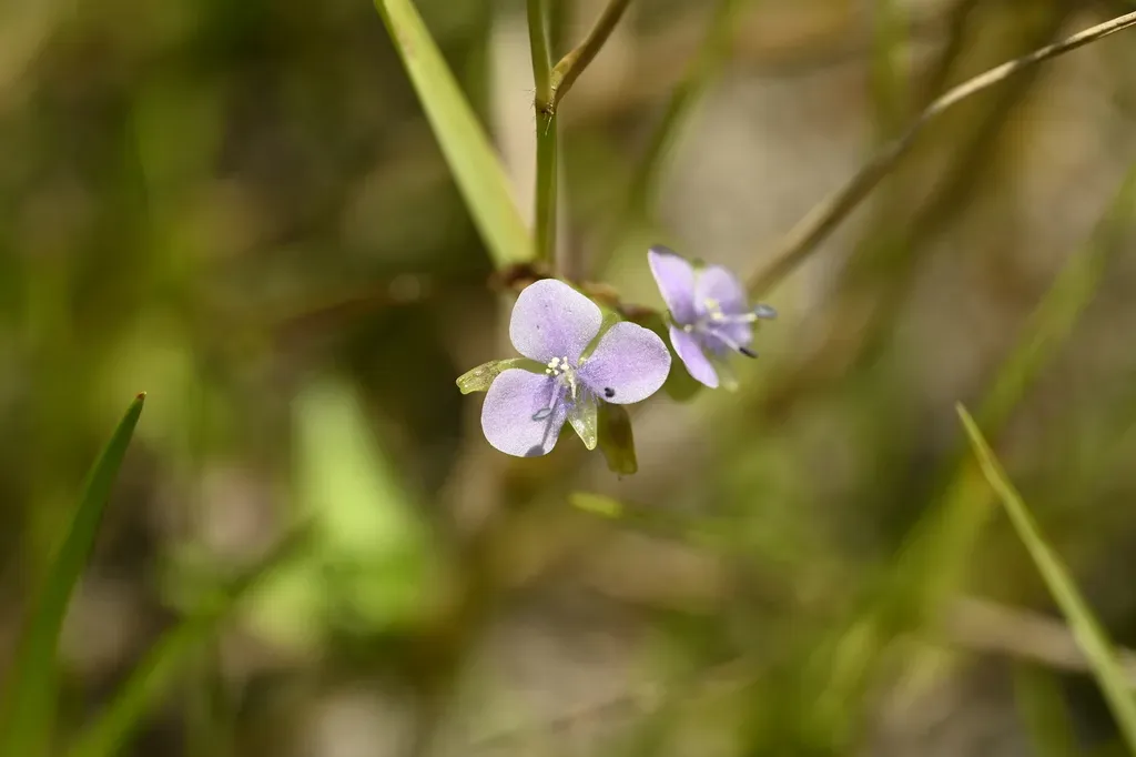 Beijing Grass