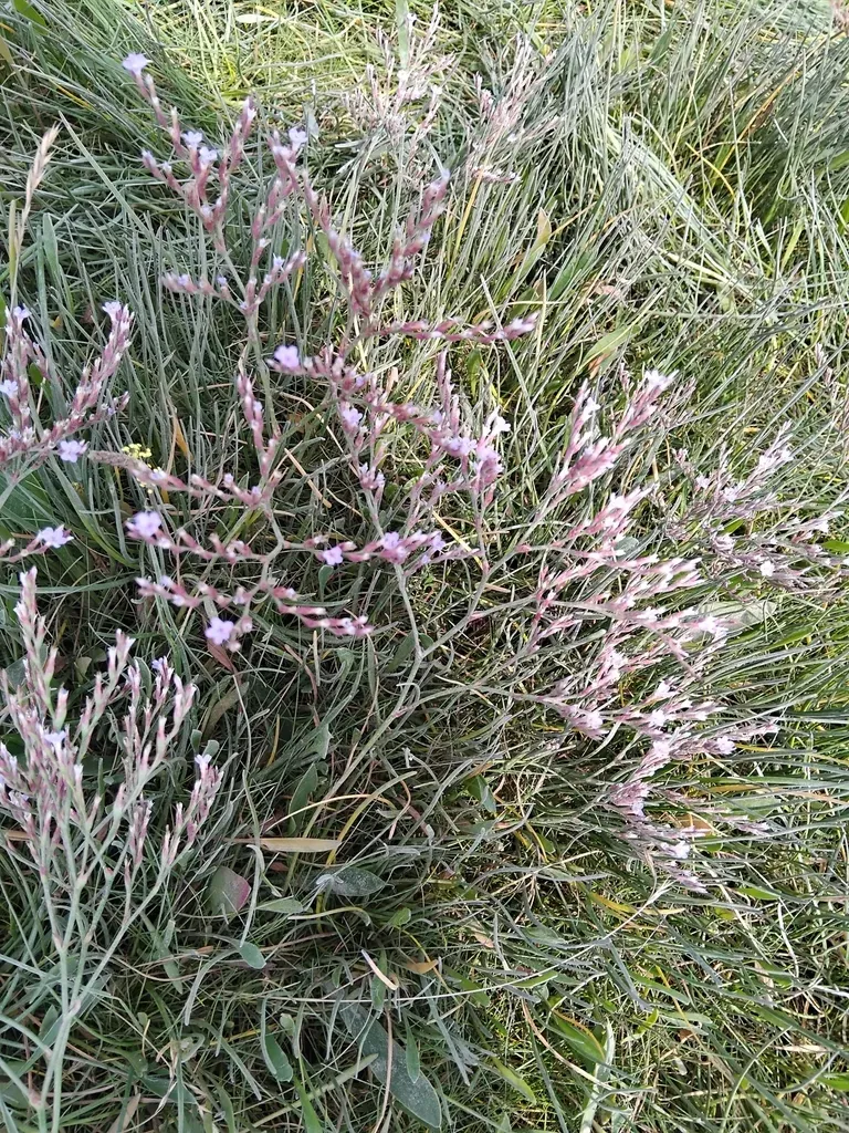 Lax-flowered Sea-lavender
