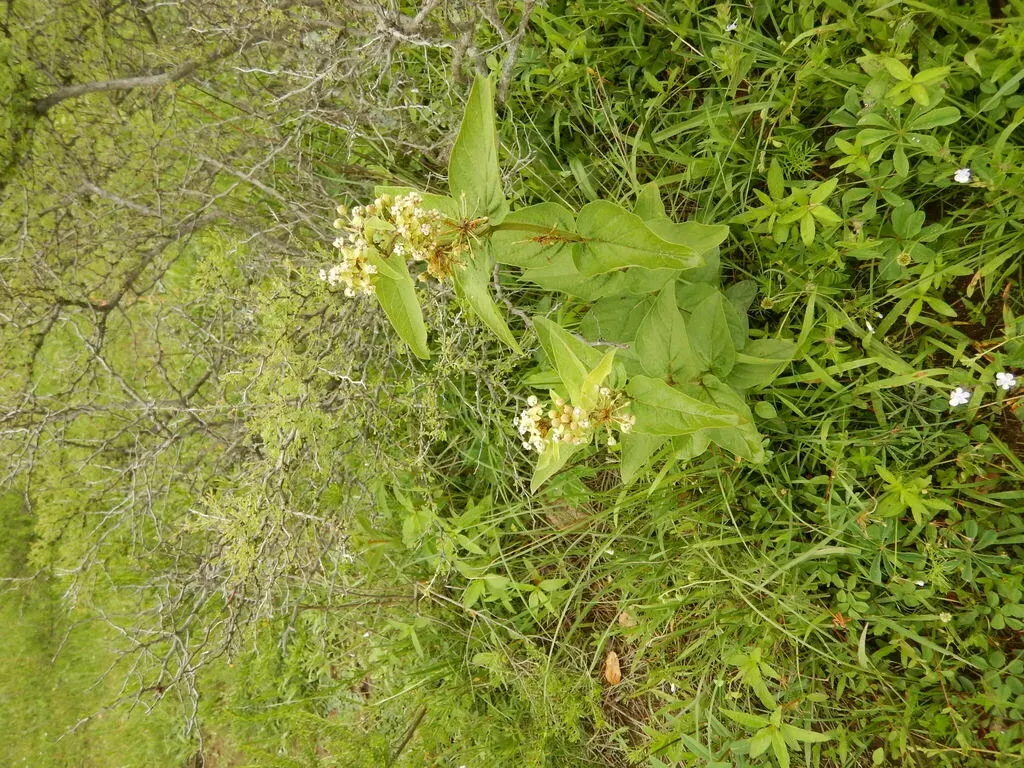 Asclepias Ovata