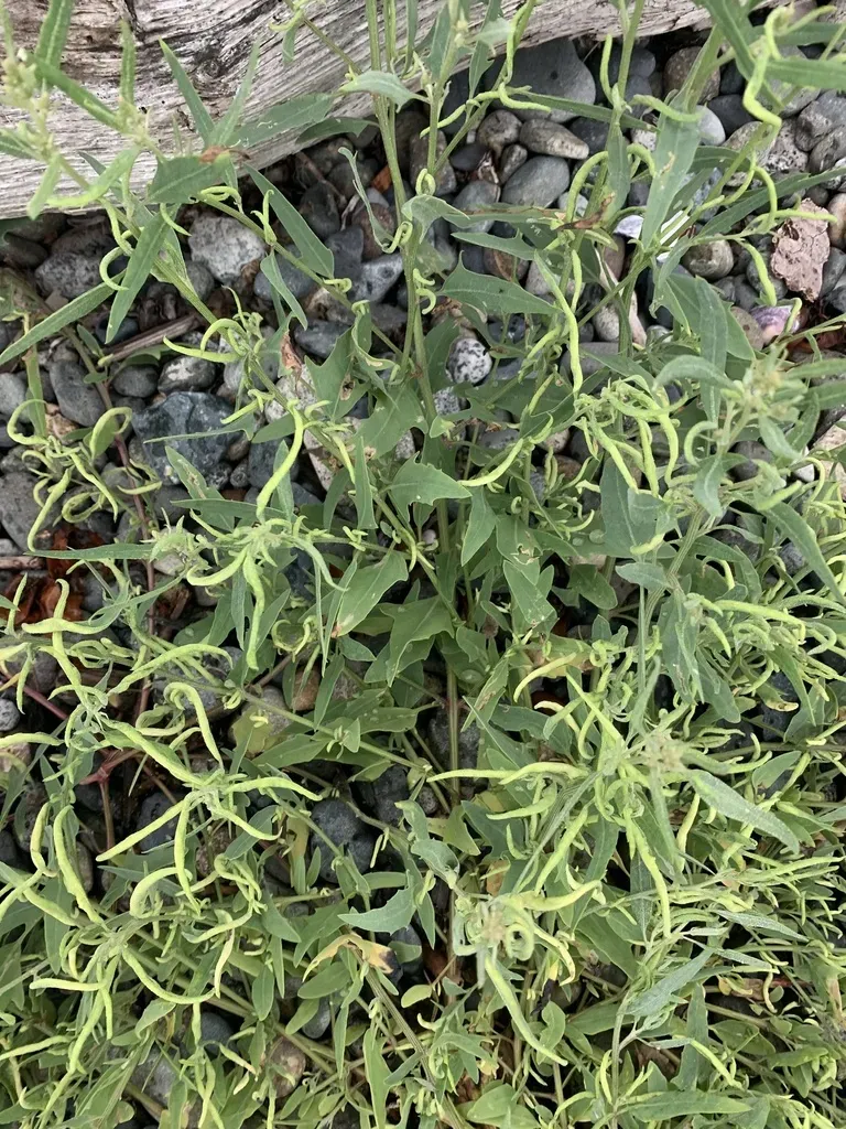 Gmelin's Saltbush