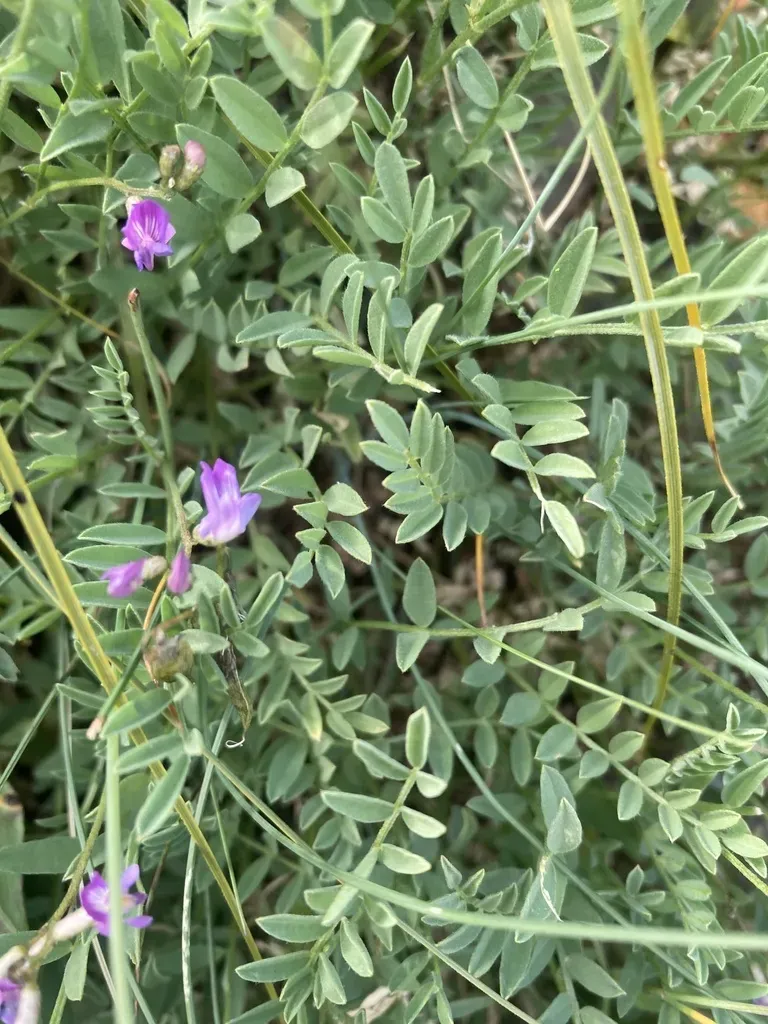 Bourgov's Milkvetch