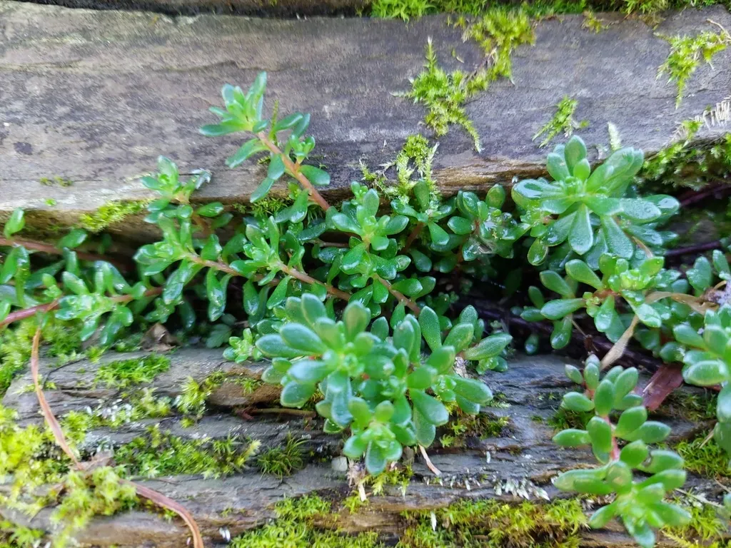 Sedum Brachyrhinchum