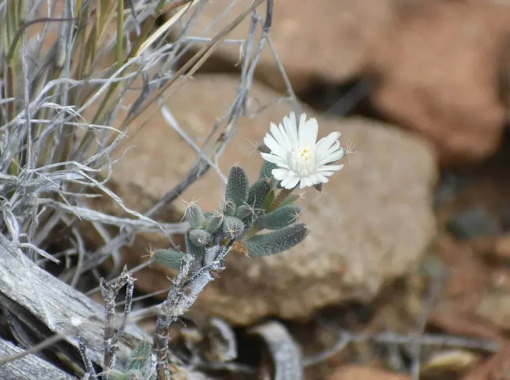 Hairy Nipple Crownfig