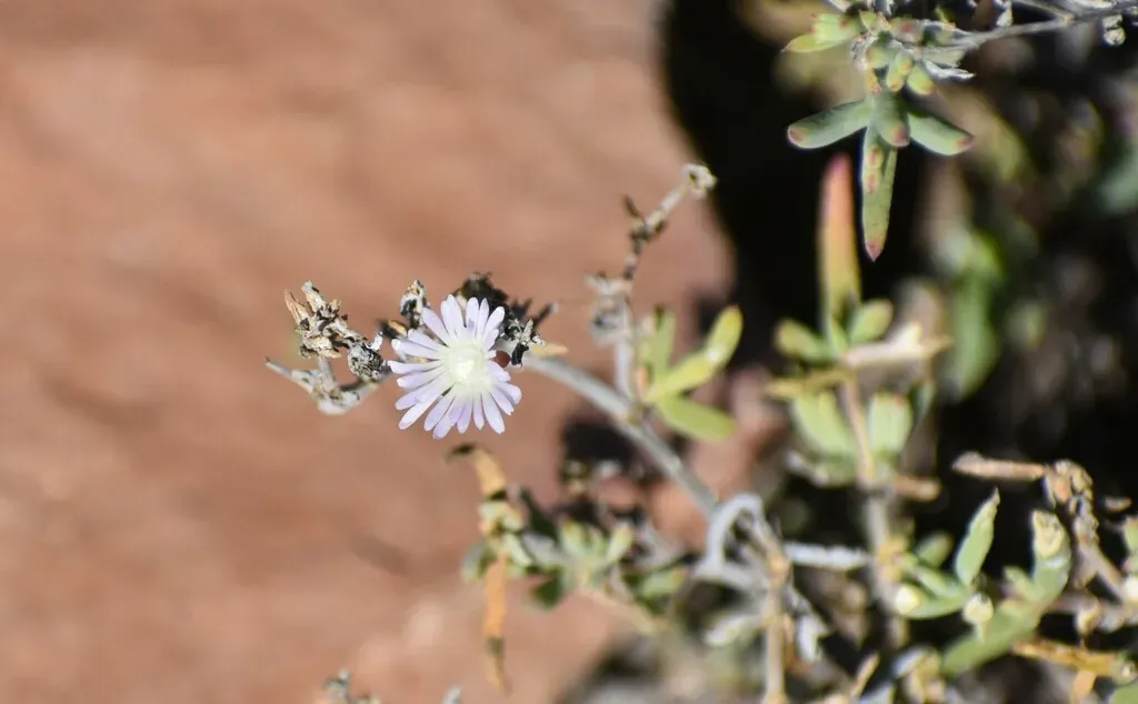 Delosperma Frutescens