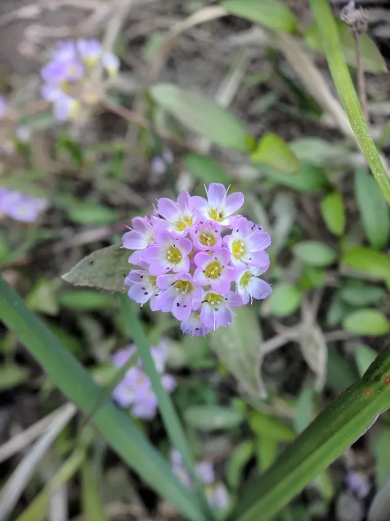 Polygonum Criopolitanum