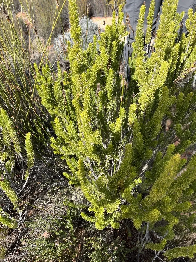 Aspalathus Tuberculata