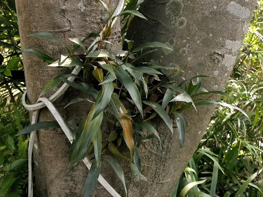 Coelogyne Prolifera