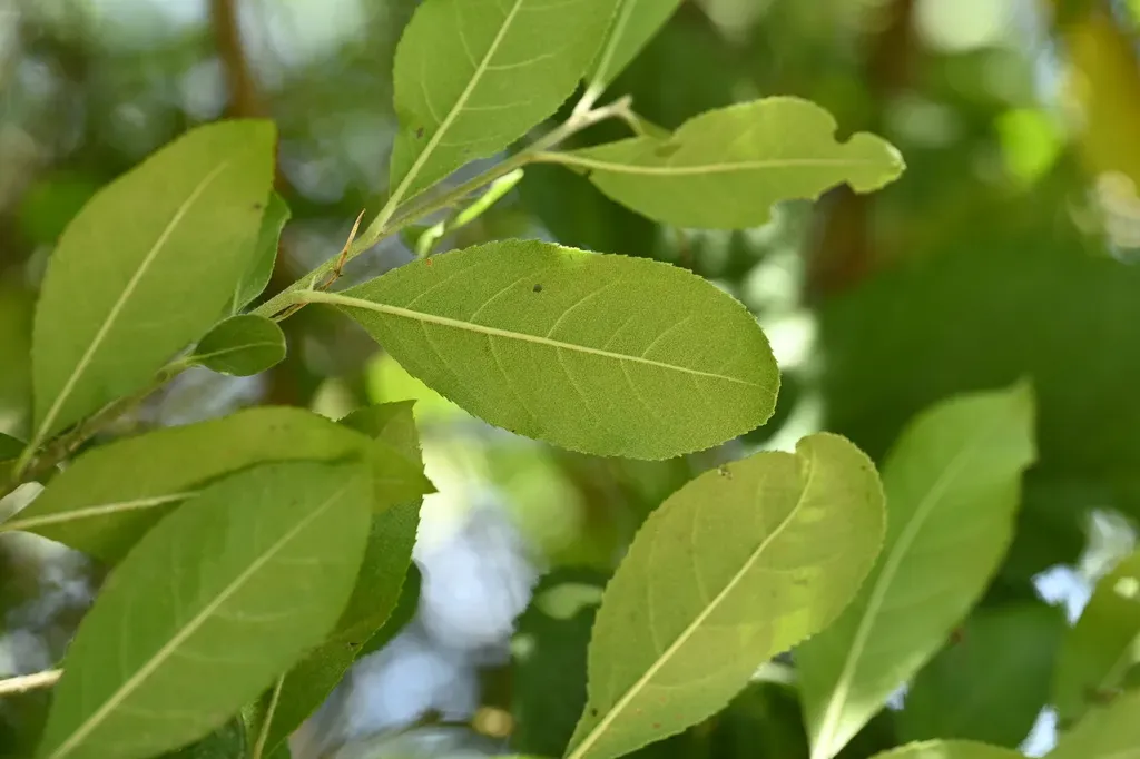Photinia Benthamiana