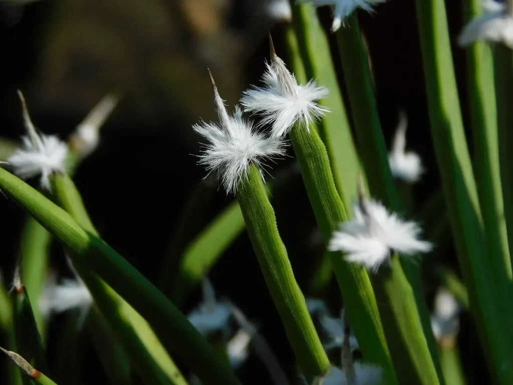 Echinoagave Albopilosa