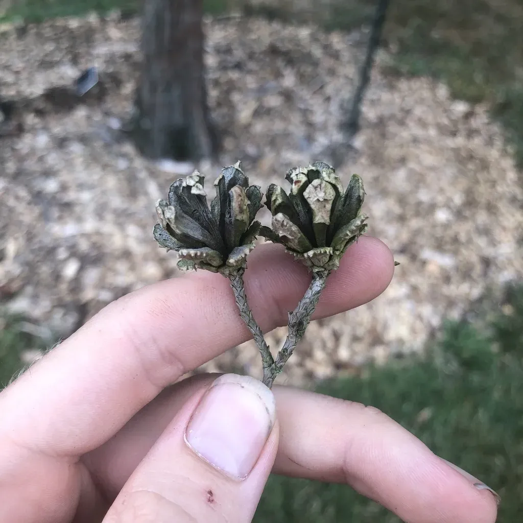 Chinese Swamp Cypress