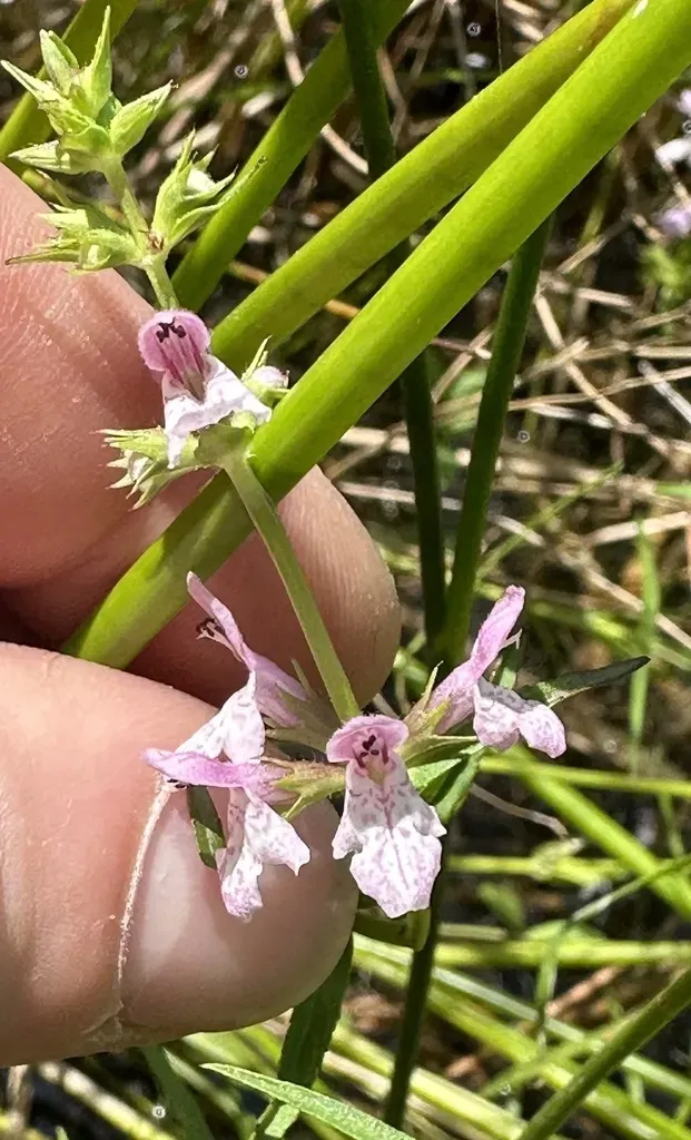 Hyssop-leaved Hedge-nettle