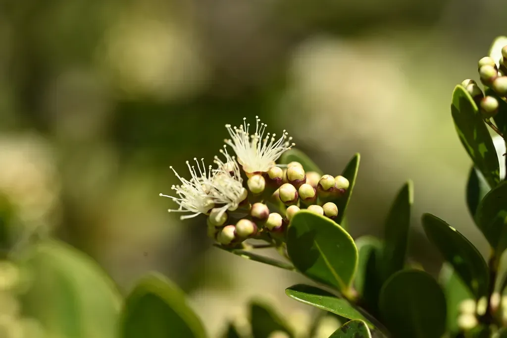 Boxleaf Eugenia