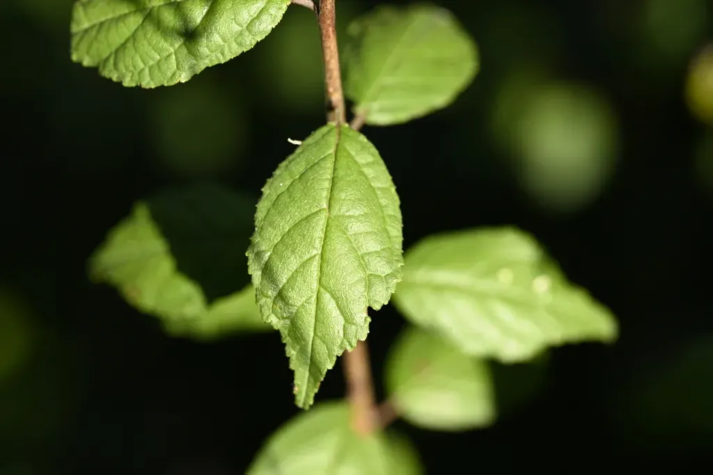 Japanese Bush Cherry