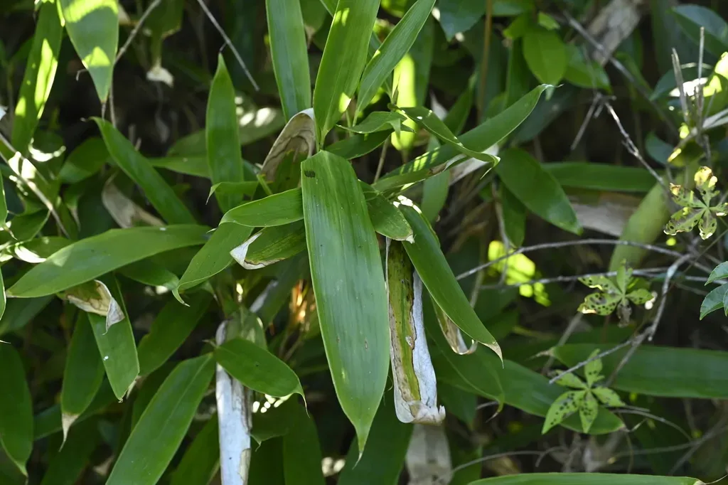 Indocalamus Longiauritus