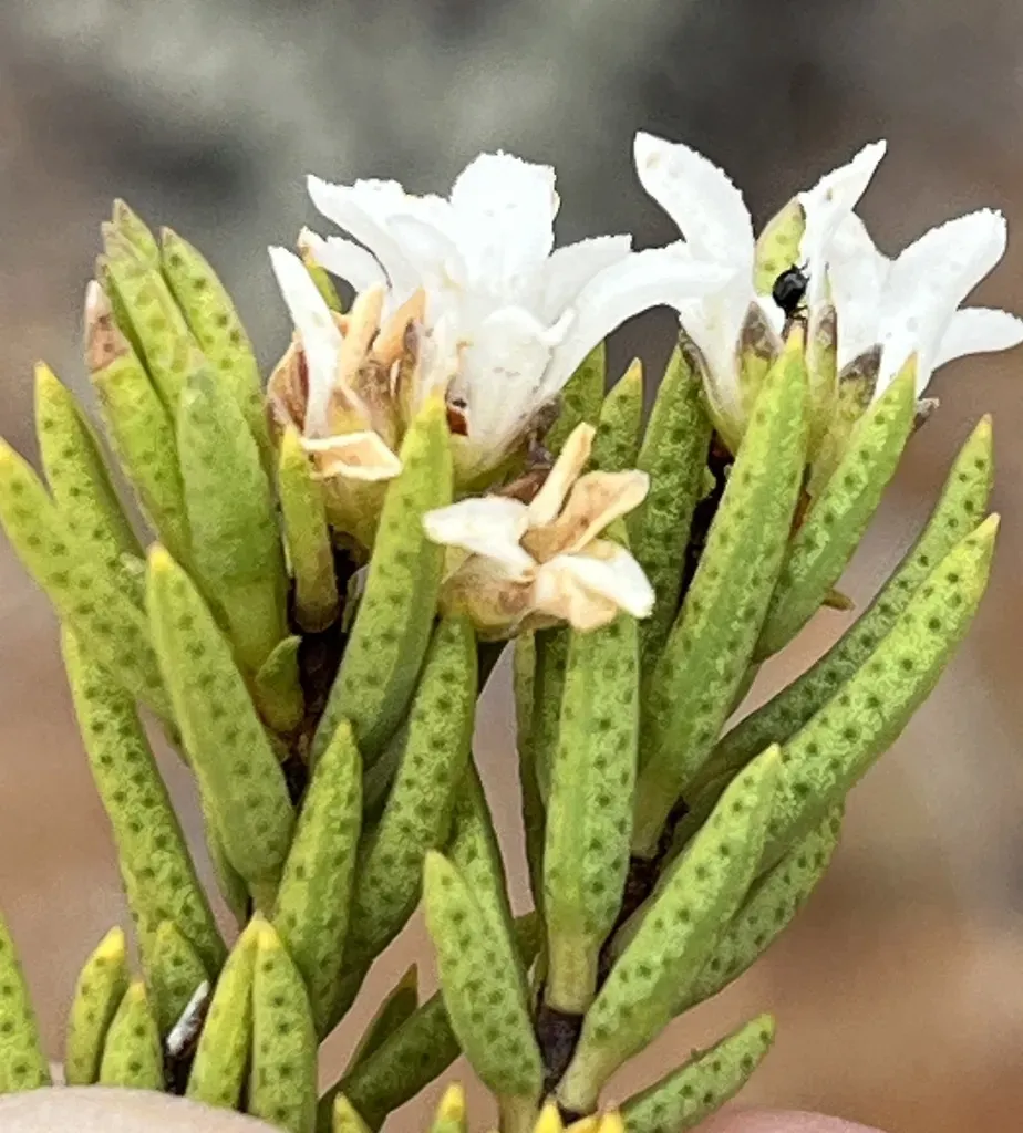 Witteberg Porcelainflower