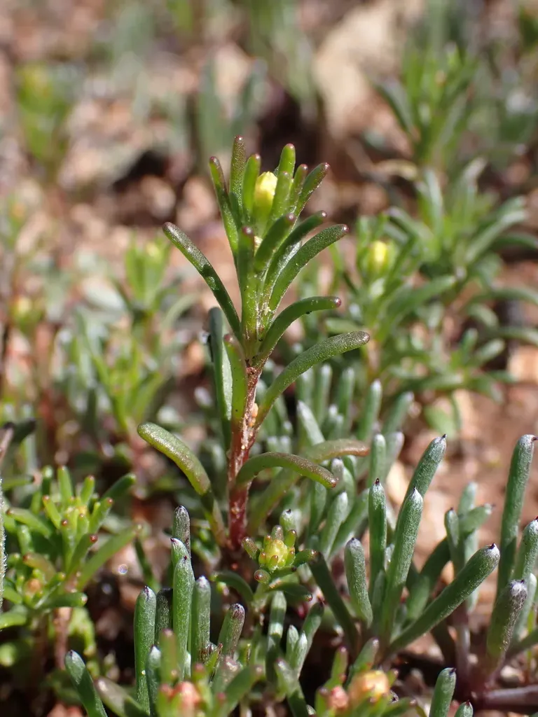 Gilberta Tenuifolia