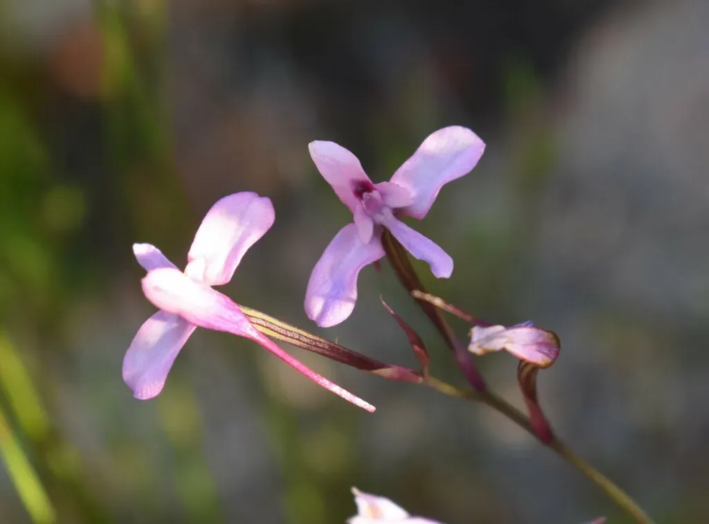 Kleinkaroo Disa